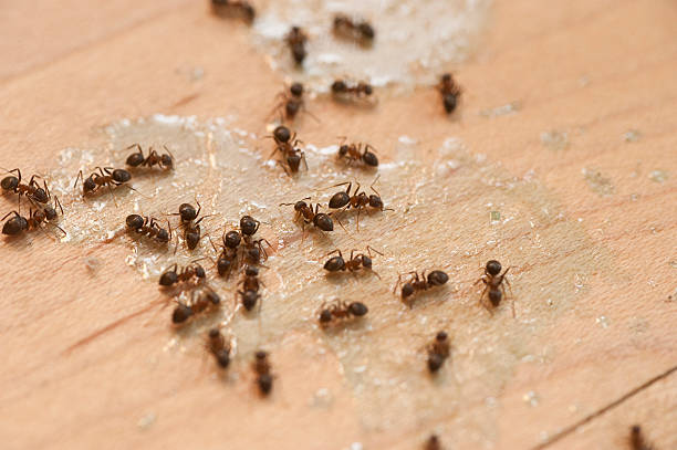 Best Pest Control for Restaurants  in Holland, OH