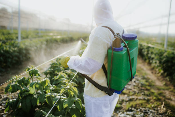 Best Flea Control Services  in Holland, OH